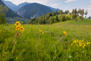 Illustration: Arnica Montana — homeopathic first-aid remedy for injuries