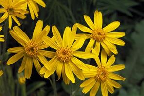 Illustration: Arnica Montana — homeopathic first-aid remedy for injuries