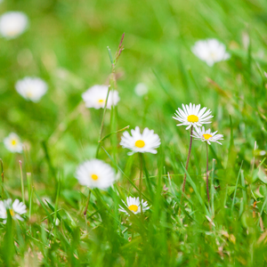 Illustration: Bellis Perennis — homeopathic remedy for deep tissue healing