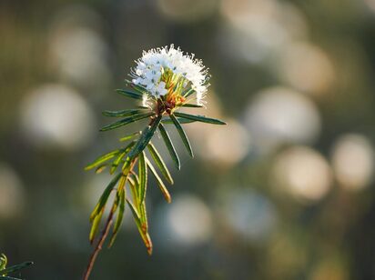 Illustration: Ledum Palustre — homeopathic first-aid remedy for puncture wounds